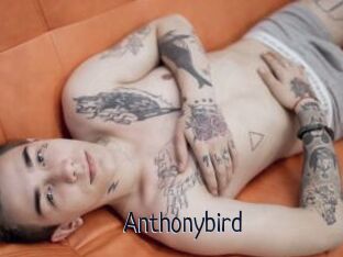 Anthonybird