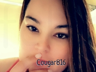 Cougar816