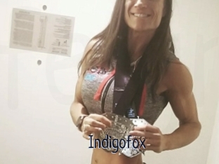 Indigofox