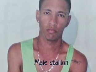 Male_stallion