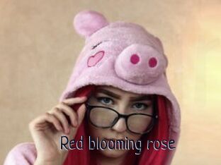 Red_blooming_rose