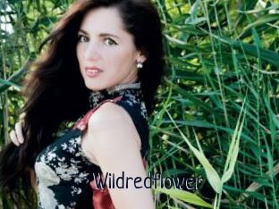 Wildredflower